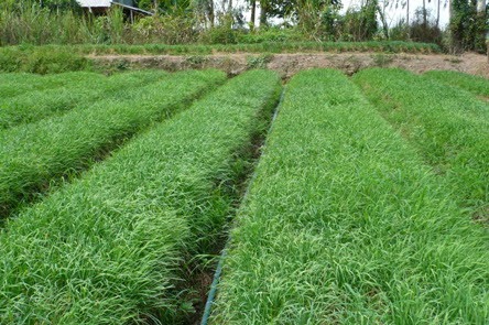 Lãi trên 100 triệu đồng/năm từ trồng hẹ